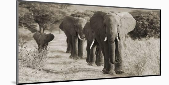 Herd of African Elephants, Kenya-null-Mounted Giclee Print