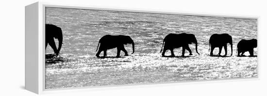 Herd of African Elephants (Loxodonta Africana) Crossing the River, Uaso Nyiro River-null-Framed Stretched Canvas