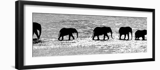 Herd of African Elephants (Loxodonta Africana) Crossing the River, Uaso Nyiro River-null-Framed Photographic Print