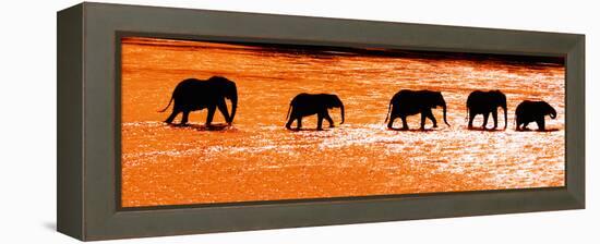 Herd of African Elephants (Loxodonta Africana) Crossing the River, Uaso Nyiro River-null-Framed Stretched Canvas