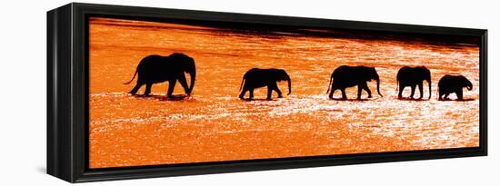 Herd of African Elephants (Loxodonta Africana) Crossing the River, Uaso Nyiro River-null-Framed Stretched Canvas