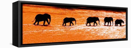 Herd of African Elephants (Loxodonta Africana) Crossing the River, Uaso Nyiro River-null-Framed Stretched Canvas