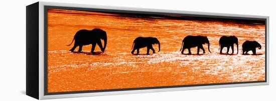Herd of African Elephants (Loxodonta Africana) Crossing the River, Uaso Nyiro River-null-Framed Stretched Canvas