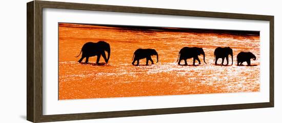 Herd of African Elephants (Loxodonta Africana) Crossing the River, Uaso Nyiro River-null-Framed Photographic Print