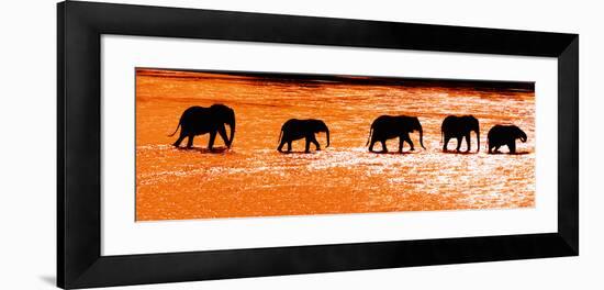 Herd of African Elephants (Loxodonta Africana) Crossing the River, Uaso Nyiro River-null-Framed Photographic Print