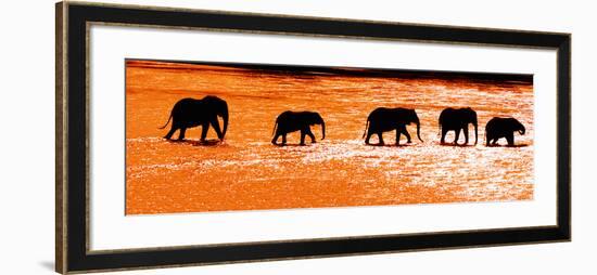 Herd of African Elephants (Loxodonta Africana) Crossing the River, Uaso Nyiro River-null-Framed Photographic Print