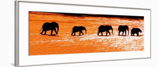 Herd of African Elephants (Loxodonta Africana) Crossing the River, Uaso Nyiro River-null-Framed Photographic Print