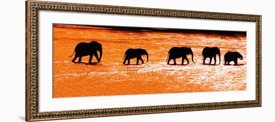 Herd of African Elephants (Loxodonta Africana) Crossing the River, Uaso Nyiro River-null-Framed Photographic Print