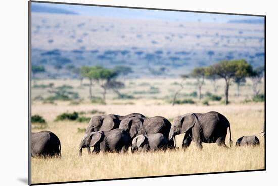 Herd of African Elephants (Loxodonta Africana) in Plains, Masai Mara National Reserve, Kenya-null-Mounted Photographic Print