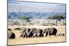 Herd of African Elephants (Loxodonta Africana) in Plains, Masai Mara National Reserve, Kenya-null-Mounted Photographic Print