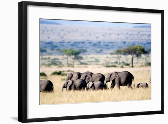 Herd of African Elephants (Loxodonta Africana) in Plains, Masai Mara National Reserve, Kenya-null-Framed Photographic Print