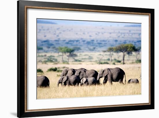 Herd of African Elephants (Loxodonta Africana) in Plains, Masai Mara National Reserve, Kenya-null-Framed Photographic Print