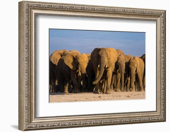 Herd of African elephants walking in the plains of Amboseli National Park, Kenya, Africa.-Sergio Pitamitz-Framed Photographic Print