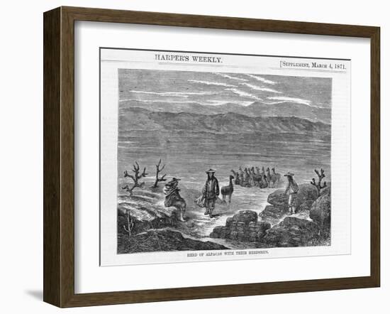 Herd of Alpacas-null-Framed Giclee Print