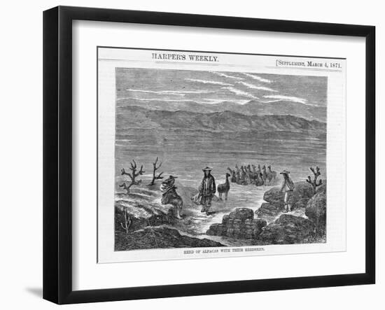 Herd of Alpacas-null-Framed Giclee Print