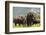Herd of American Bison (Bison Bison) or Buffalo-darrenmbaker-Framed Photographic Print