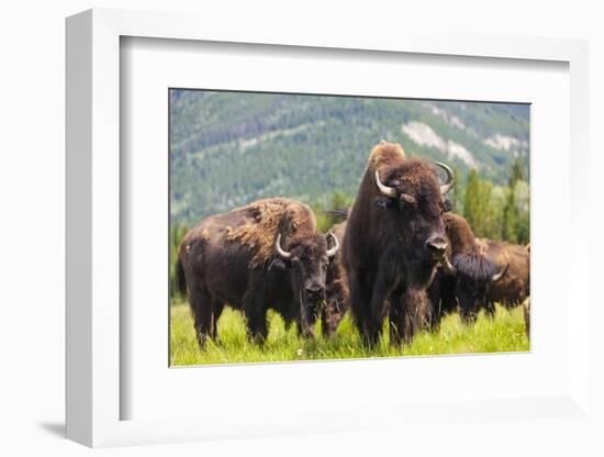 Herd of American Bison (Bison Bison) or Buffalo-darrenmbaker-Framed Photographic Print