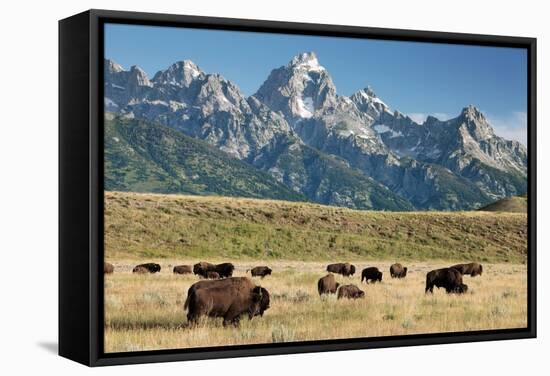 Herd of American Bison-Bob Gibbons-Framed Premier Image Canvas