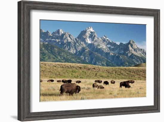 Herd of American Bison-Bob Gibbons-Framed Photographic Print