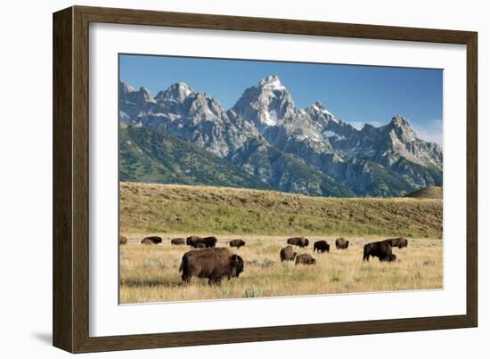 Herd of American Bison-Bob Gibbons-Framed Photographic Print