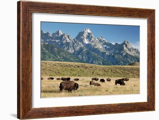 Herd of American Bison-Bob Gibbons-Framed Photographic Print