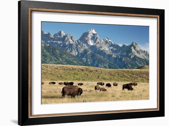 Herd of American Bison-Bob Gibbons-Framed Photographic Print