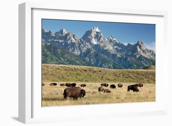 Herd of American Bison-Bob Gibbons-Framed Photographic Print