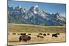 Herd of American Bison-Bob Gibbons-Mounted Photographic Print
