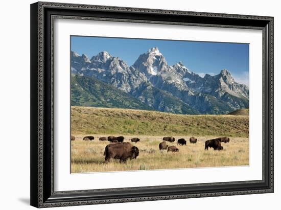 Herd of American Bison-Bob Gibbons-Framed Photographic Print