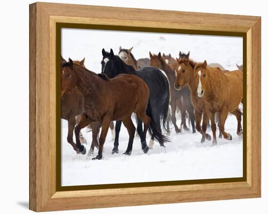 Herd of American Quarter Horses in Winter-Darrell Gulin-Framed Premier Image Canvas