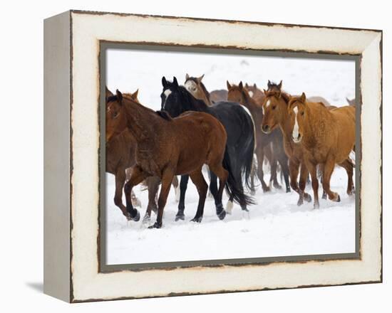 Herd of American Quarter Horses in Winter-Darrell Gulin-Framed Premier Image Canvas