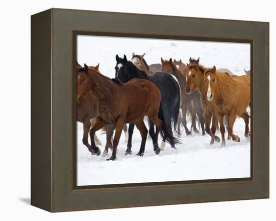 Herd of American Quarter Horses in Winter-Darrell Gulin-Framed Premier Image Canvas