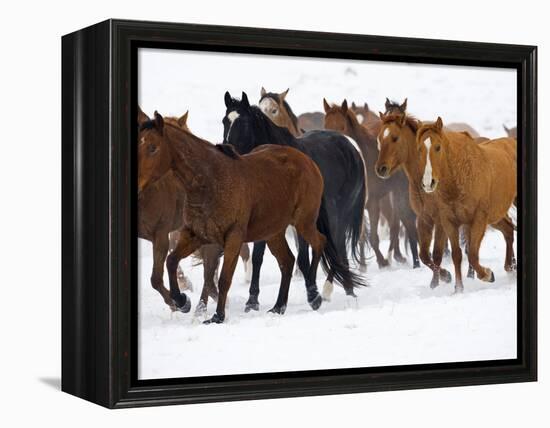 Herd of American Quarter Horses in Winter-Darrell Gulin-Framed Premier Image Canvas