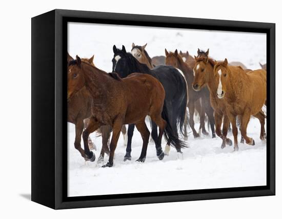 Herd of American Quarter Horses in Winter-Darrell Gulin-Framed Premier Image Canvas