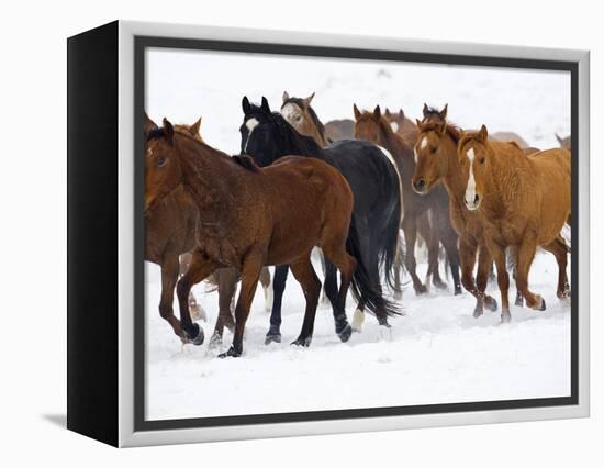 Herd of American Quarter Horses in Winter-Darrell Gulin-Framed Premier Image Canvas