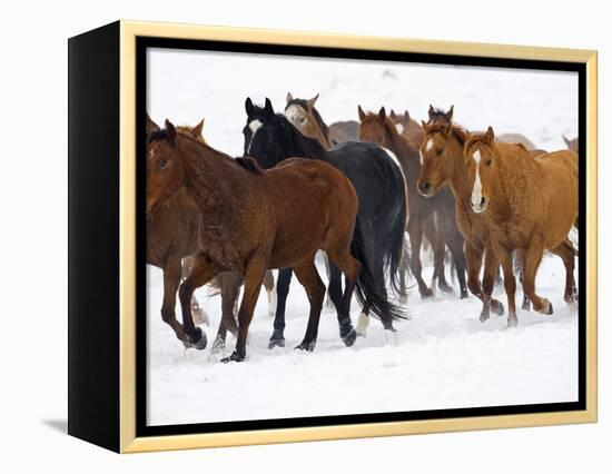 Herd of American Quarter Horses in Winter-Darrell Gulin-Framed Premier Image Canvas