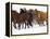 Herd of American Quarter Horses in Winter-Darrell Gulin-Framed Premier Image Canvas