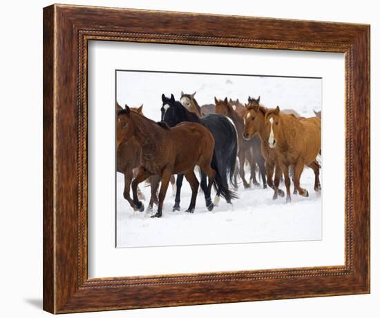 Herd of American Quarter Horses in Winter-Darrell Gulin-Framed Photographic Print