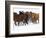 Herd of American Quarter Horses in Winter-Darrell Gulin-Framed Photographic Print