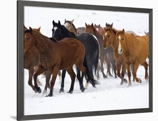 Herd of American Quarter Horses in Winter-Darrell Gulin-Framed Photographic Print