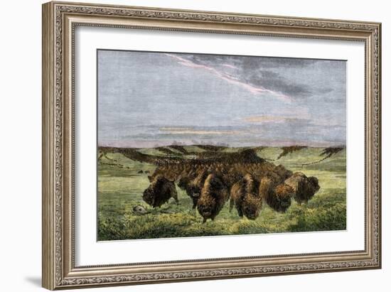 Herd of Bison Crossing a River Bottom on the Great Plains-null-Framed Giclee Print