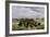 Herd of Bison Crossing a River Bottom on the Great Plains-null-Framed Giclee Print