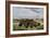 Herd of Bison Crossing a River Bottom on the Great Plains-null-Framed Giclee Print