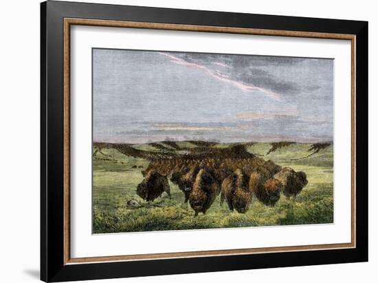 Herd of Bison Crossing a River Bottom on the Great Plains-null-Framed Giclee Print