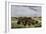 Herd of Bison Crossing a River Bottom on the Great Plains-null-Framed Giclee Print