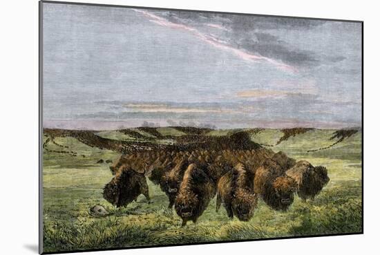 Herd of Bison Crossing a River Bottom on the Great Plains-null-Mounted Giclee Print