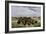 Herd of Bison Crossing a River Bottom on the Great Plains-null-Framed Giclee Print