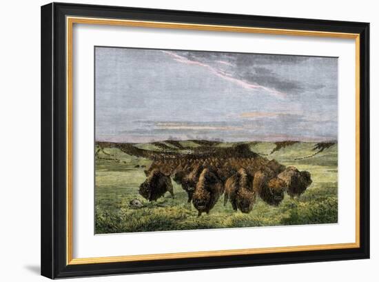 Herd of Bison Crossing a River Bottom on the Great Plains-null-Framed Giclee Print