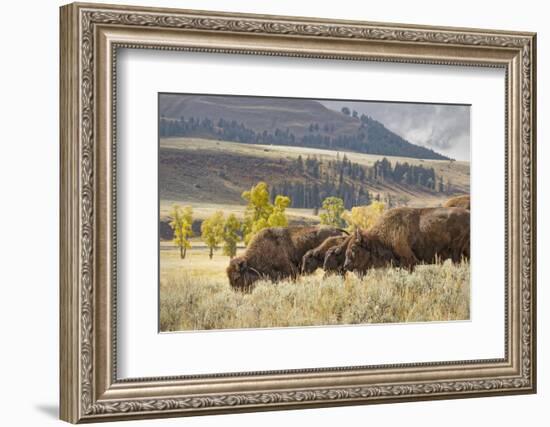 Herd of Bison in Fall, Lamar Valley, Yellowstone National Park, Wyoming-Adam Jones-Framed Photographic Print