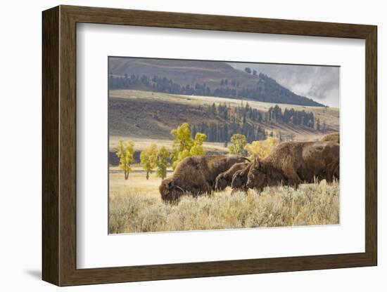 Herd of Bison in Fall, Lamar Valley, Yellowstone National Park, Wyoming-Adam Jones-Framed Photographic Print